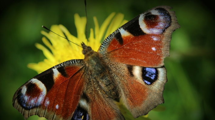 Biodiversity